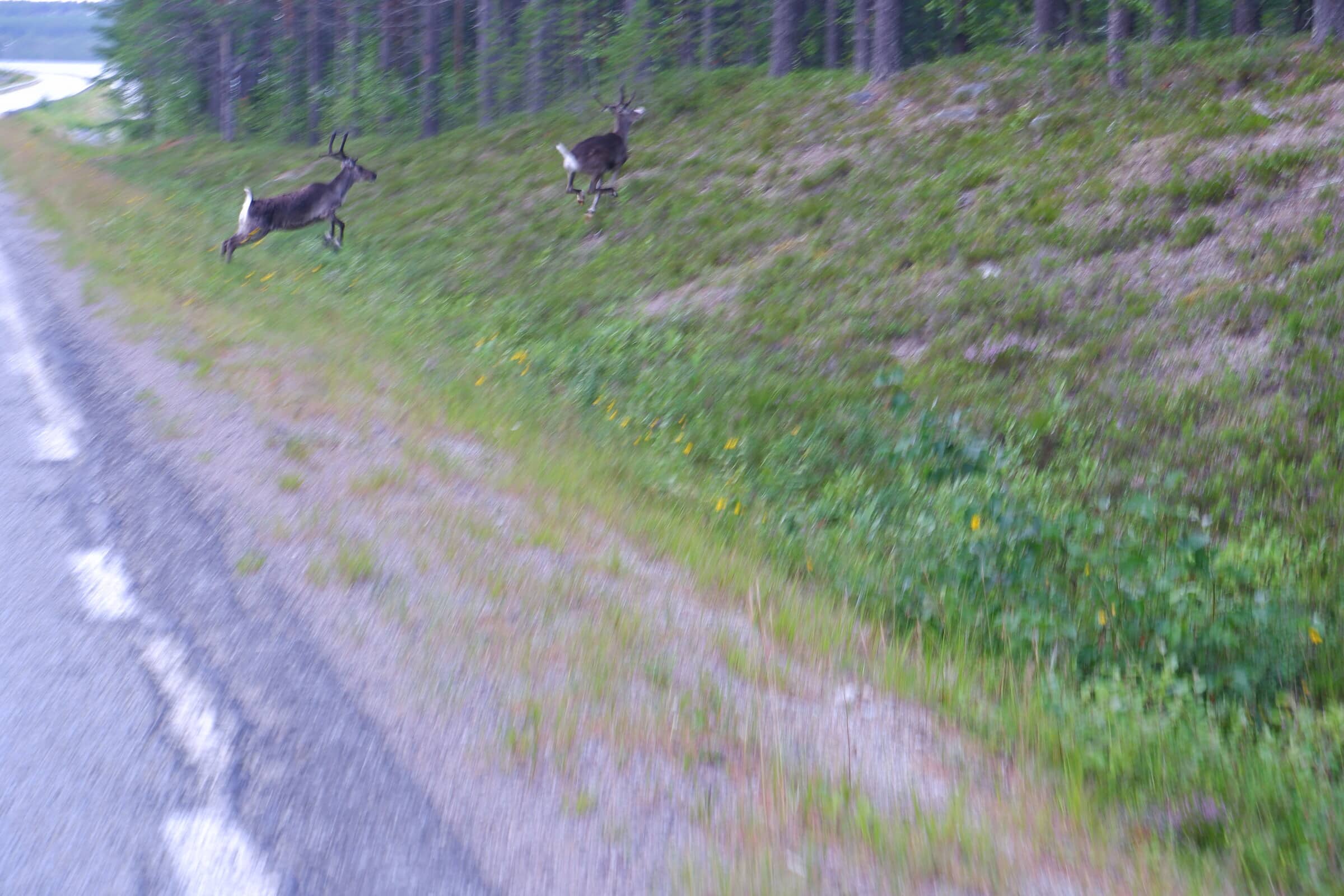 Terrible picture of a reindeer running away.