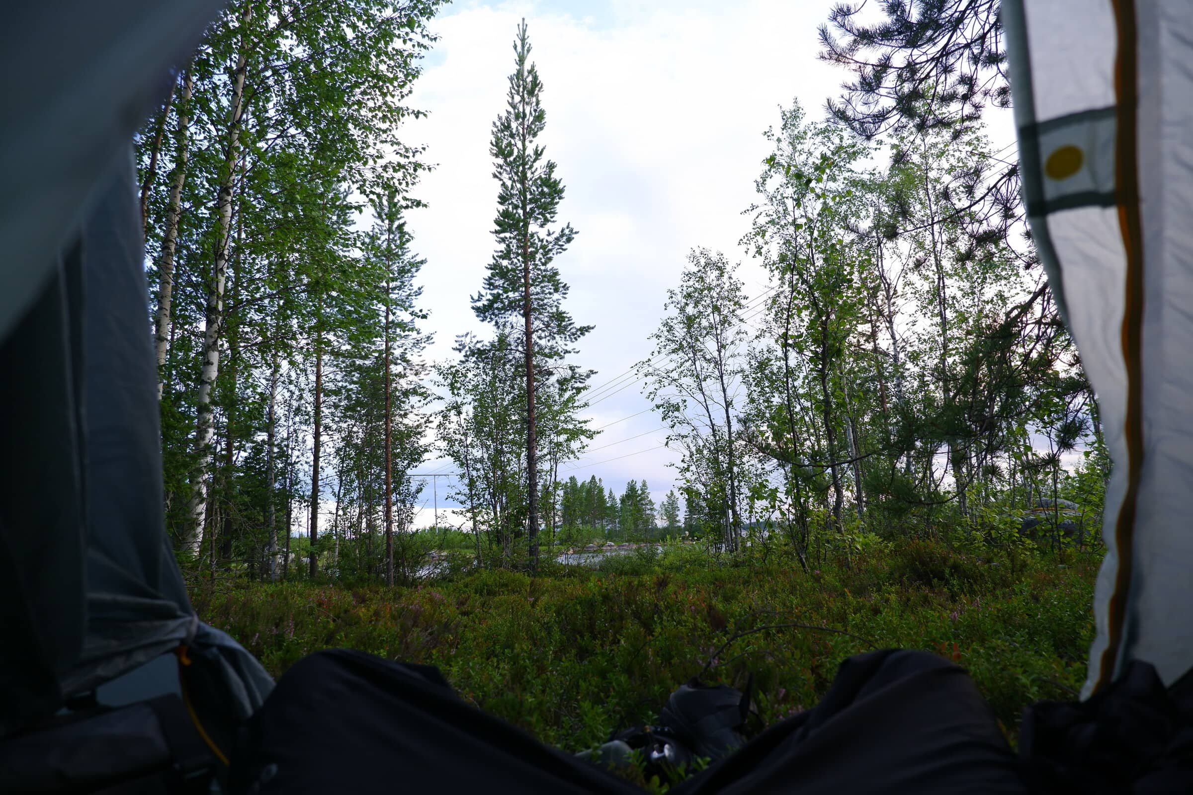 View from inside my tent. There's a couple trees, and a lot of moss outside.