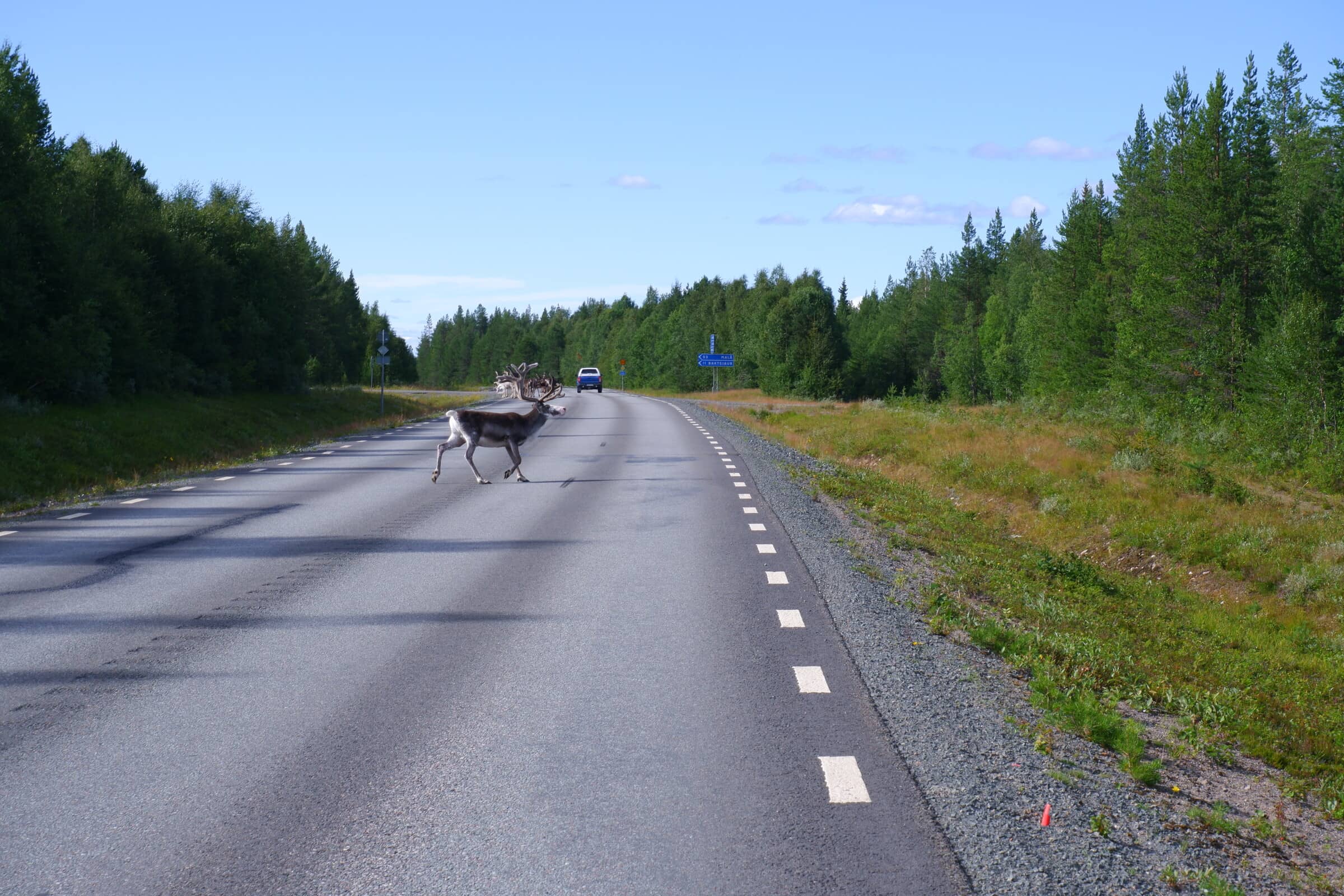 A herd of reindeer completely ignoring a passing car, but a couple reindeer closer to me that are running away like crazy. Almost looks like theyre stumbling.