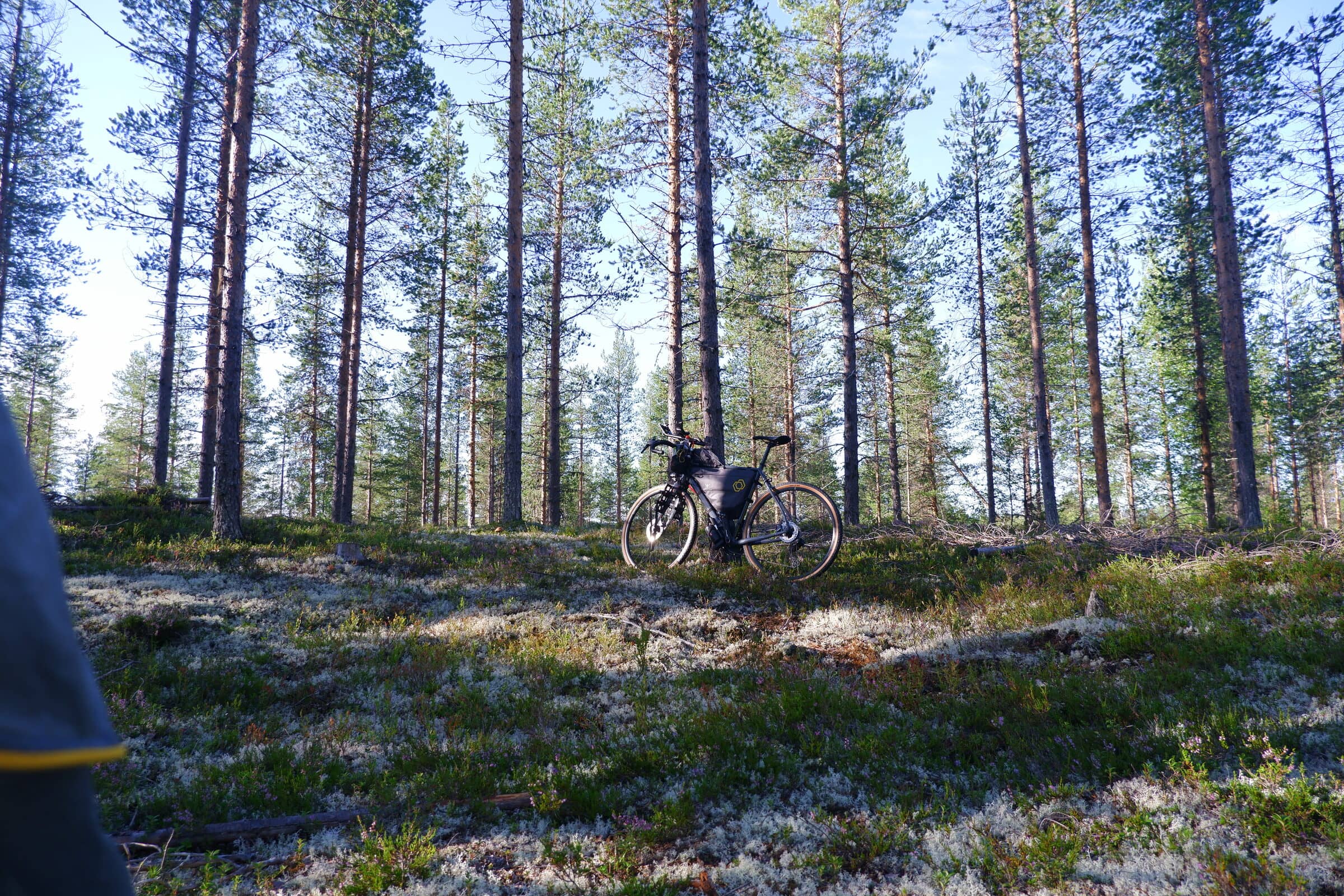 Forest, bike leaning against a tree with the sun glinting in the disc brakes.